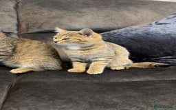 American Shorthair cats for sale: 3 Tabby kittens and 1 bombay kitten - Image 11