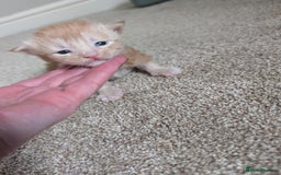 Maine Coon cats for sale: OUTSTANDING-HUGE-Red/Silver imported ACTIVE stud  - Image 9