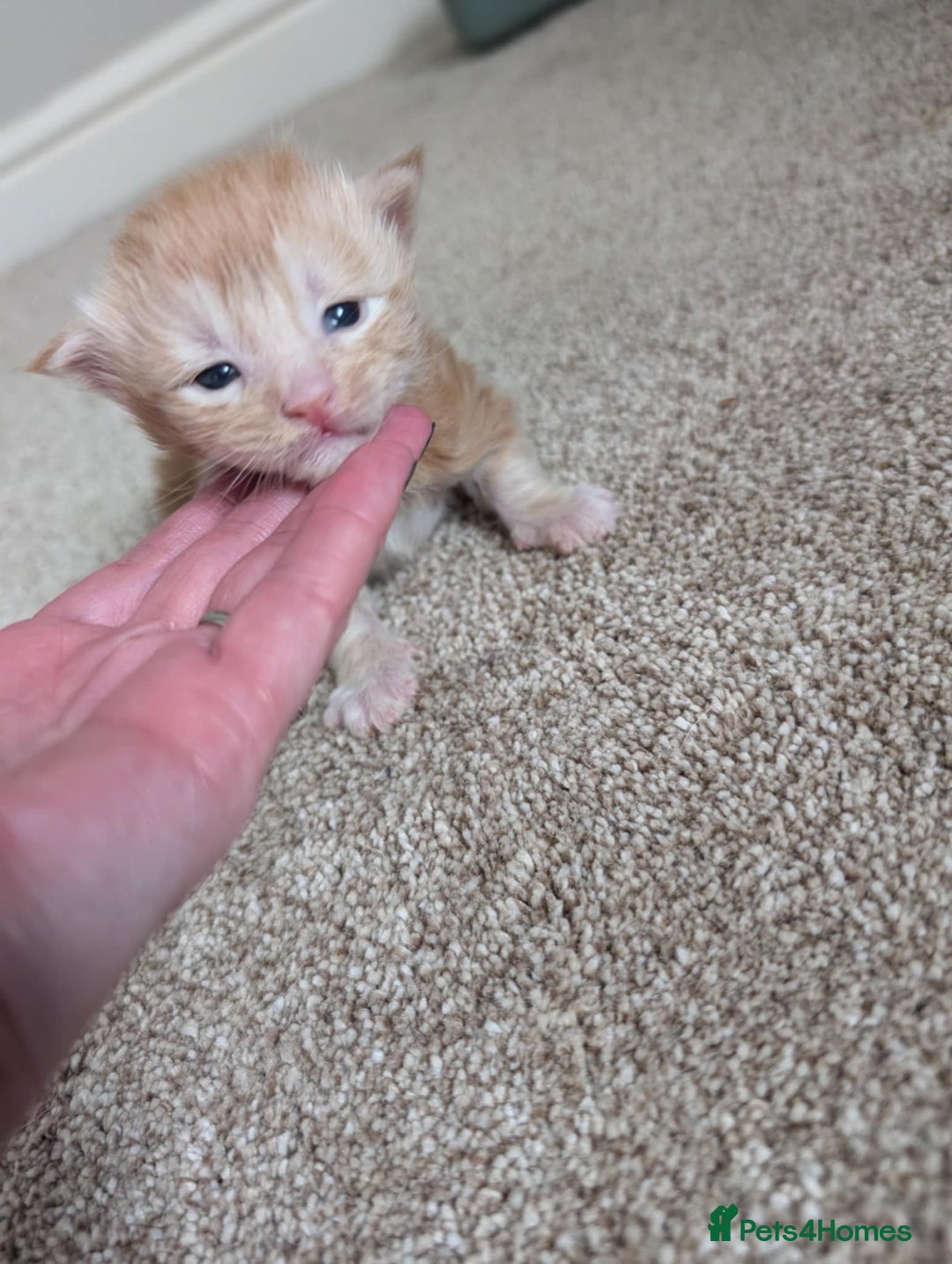 Maine Coon cats for sale: OUTSTANDING-HUGE-Red/Silver imported ACTIVE stud  - Image 9