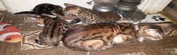Bengal cats for sale: Beautiful Large & small Bengal kittens  - Advert 6
