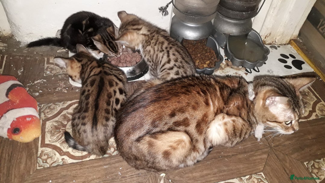 Bengal cats for sale: Beautiful Large & small Bengal kittens  - Advert 6