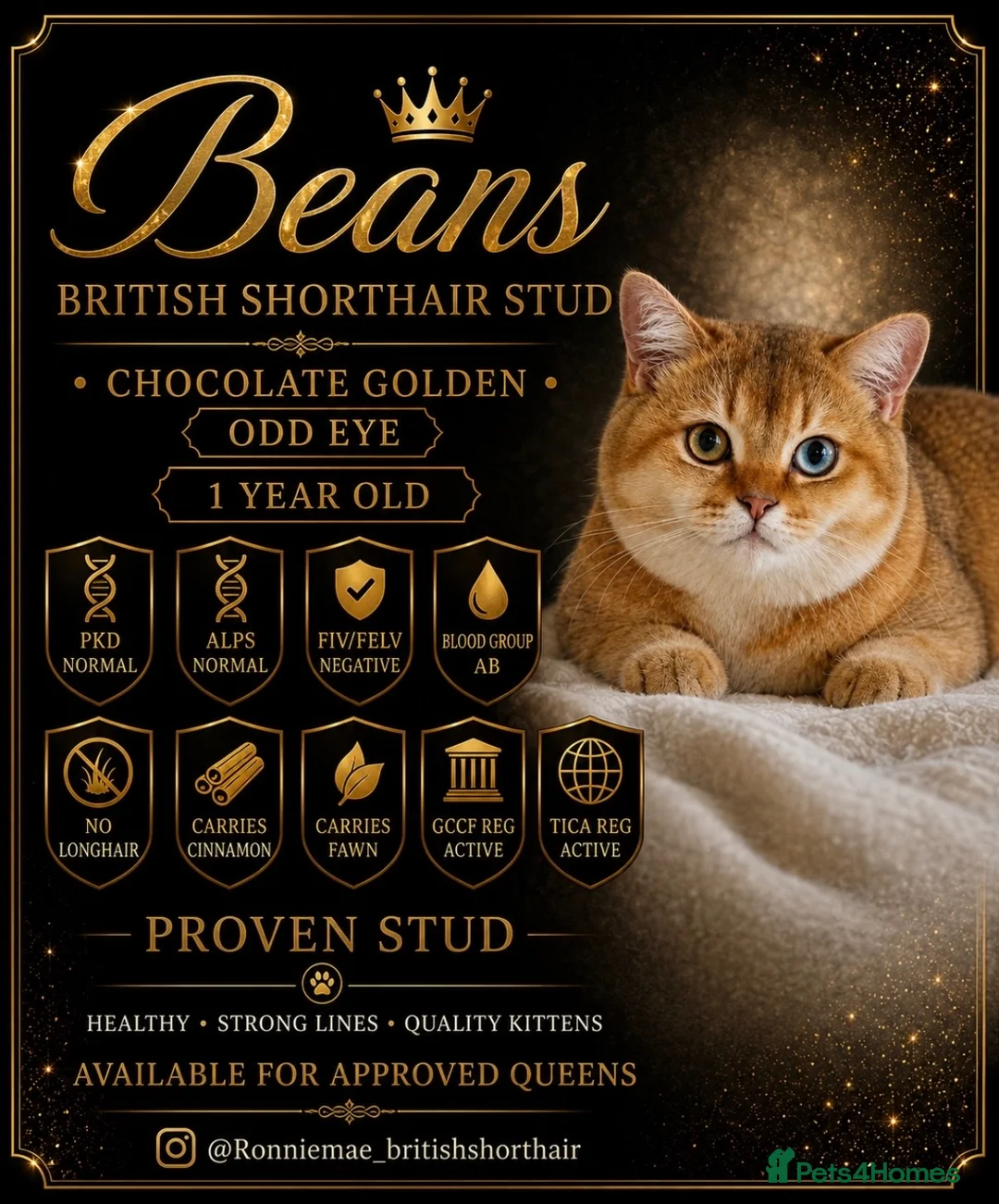 British Shorthair cats for sale: Odd eye proven golden male  - Advert 2