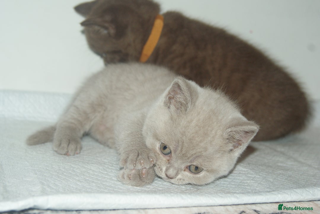 British Shorthair cats for sale: 🐾 British Shorthair Kittens Looking for Homes 🏡 - Image 11