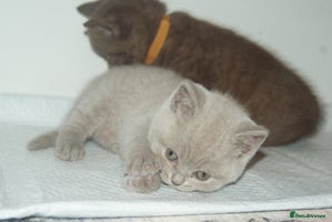 British Shorthair cats - Advert 1