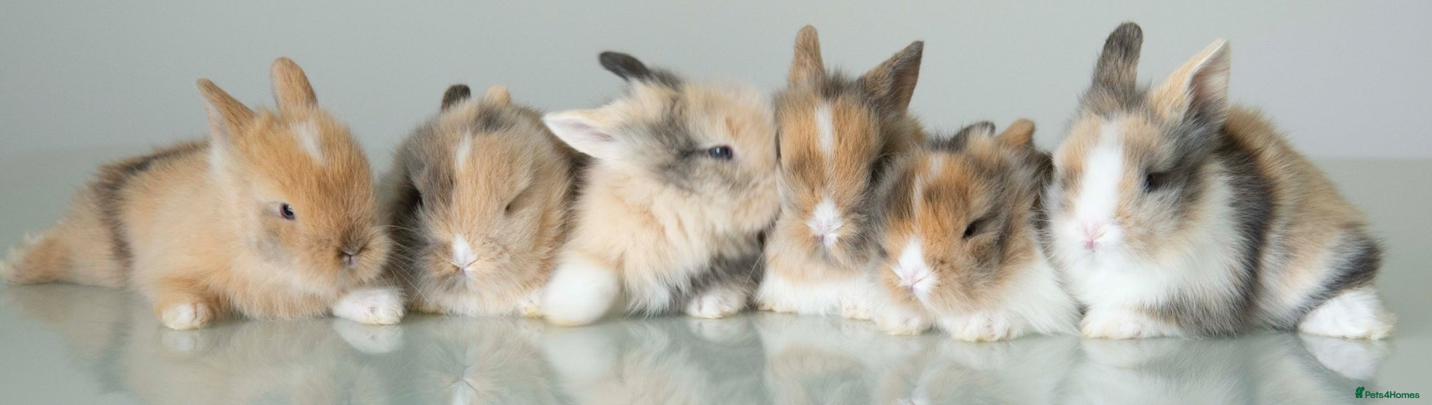 Lionhead rabbits Double-maned Lionhead Bunnies - Advert 2