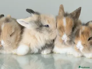 Lionhead rabbits Double-maned Lionhead Bunnies - Advert 13