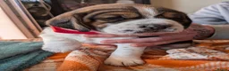 Beagle dogs for sale: 2 Femals Beagles Available  - Advert 7