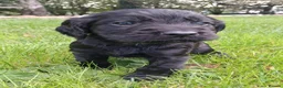 Cocker Spaniel dogs for sale: Ftch sired cocker spaniels - Advert 4