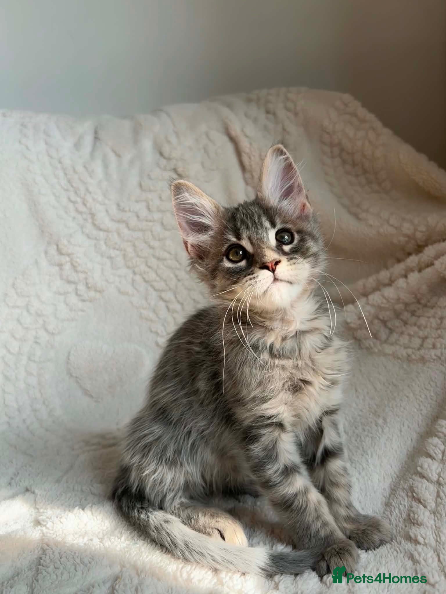 Maine Coon cats Gorgeous Maine Coon Boy 🩶 - Advert 3