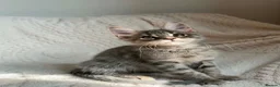 Maine Coon cats for sale: Gorgeous Maine Coon Boy 🩶 - Advert 1