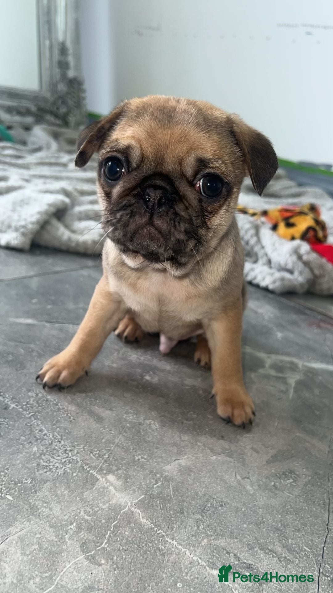 Pug dogs for sale: PUG PUPPYS READY TO GO !!!! - Advert 14