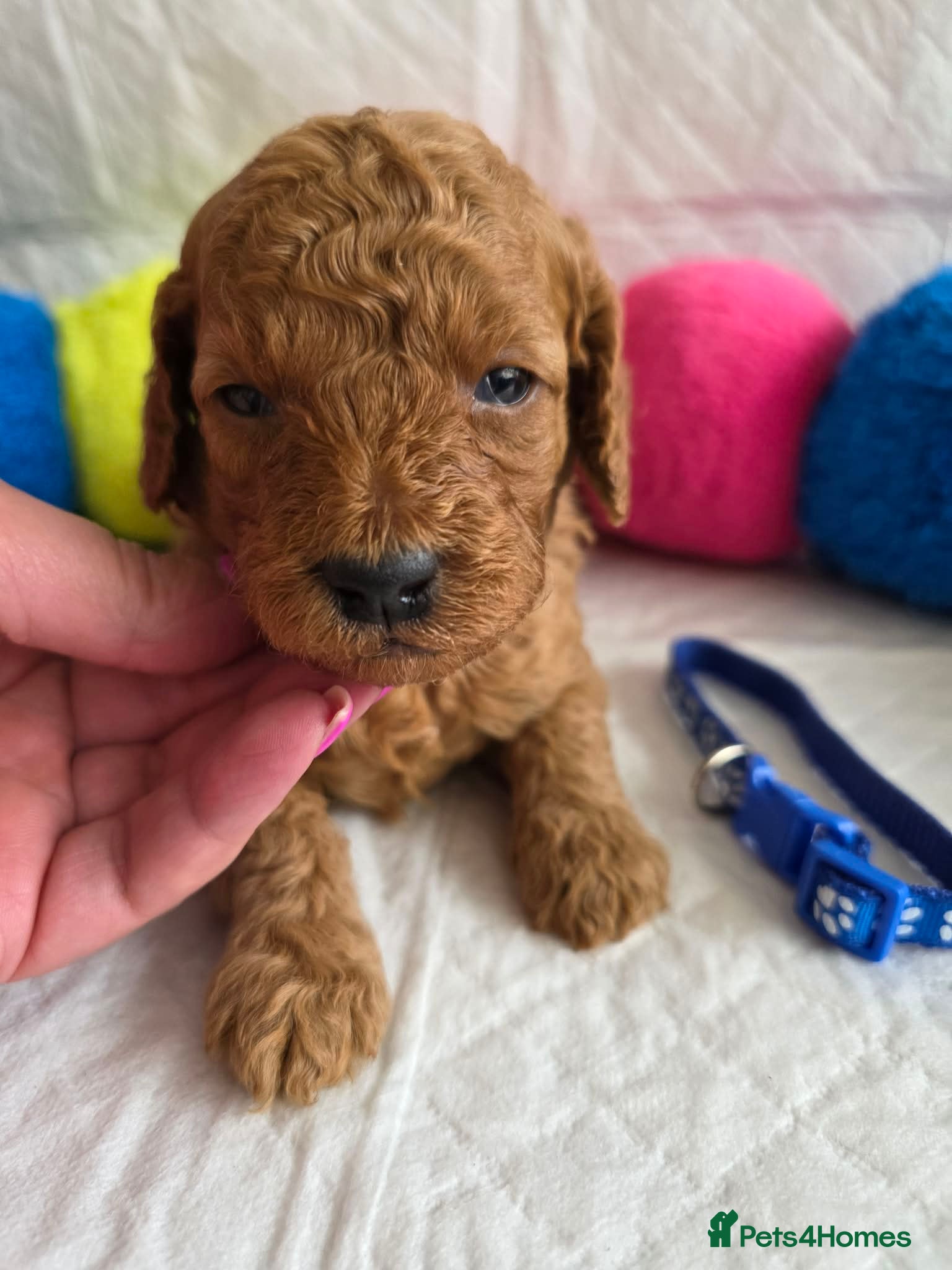 Cavapoo dogs 🥇Finest Quality Beautiful Deep Red Cavapoos 🥇 - Advert 4