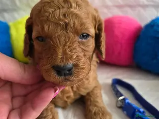 Cavapoo dogs 🥇Finest Quality Beautiful Deep Red Cavapoos 🥇 - Advert 4