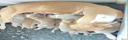Whippet dogs for sale: Beautiful Whippet Puppies  - Advert 3
