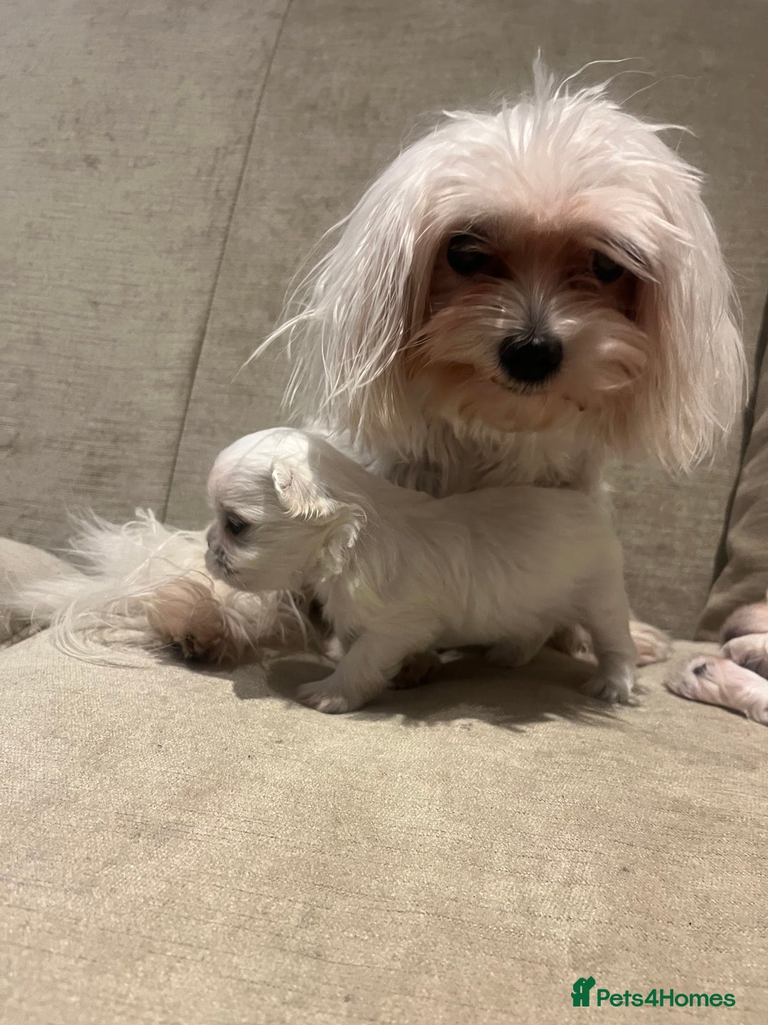 Maltese dogs for sale: Tiny Korean Maltese Boys - Advert 3