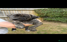 Mixed Breed dogs for sale: Ready for there forever homes  - Image 3