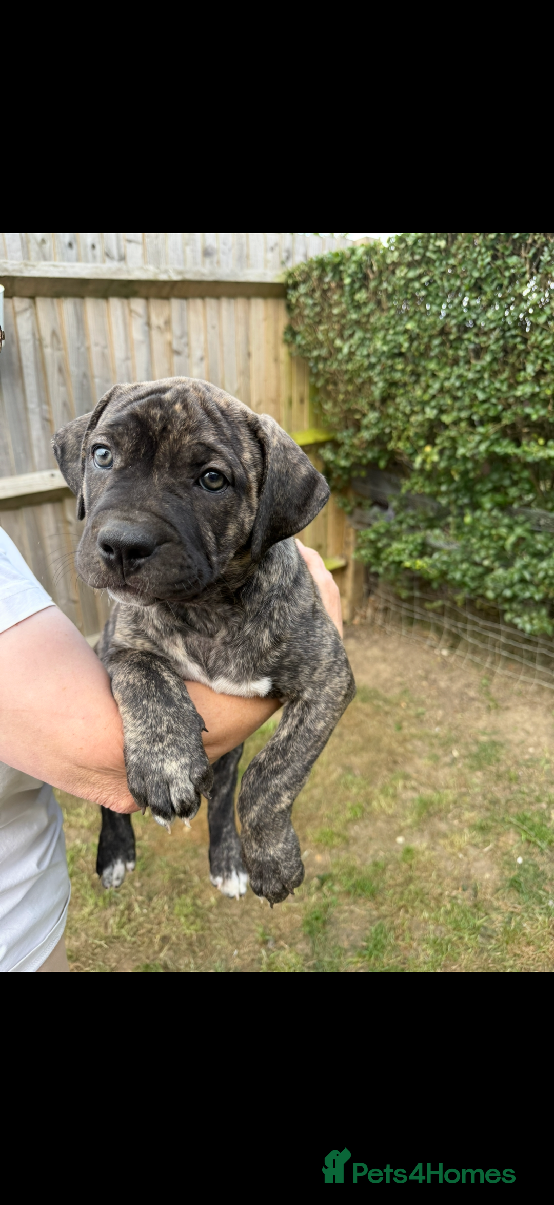 Mixed Breed dogs for sale: Ready for there forever homes  - Image 3