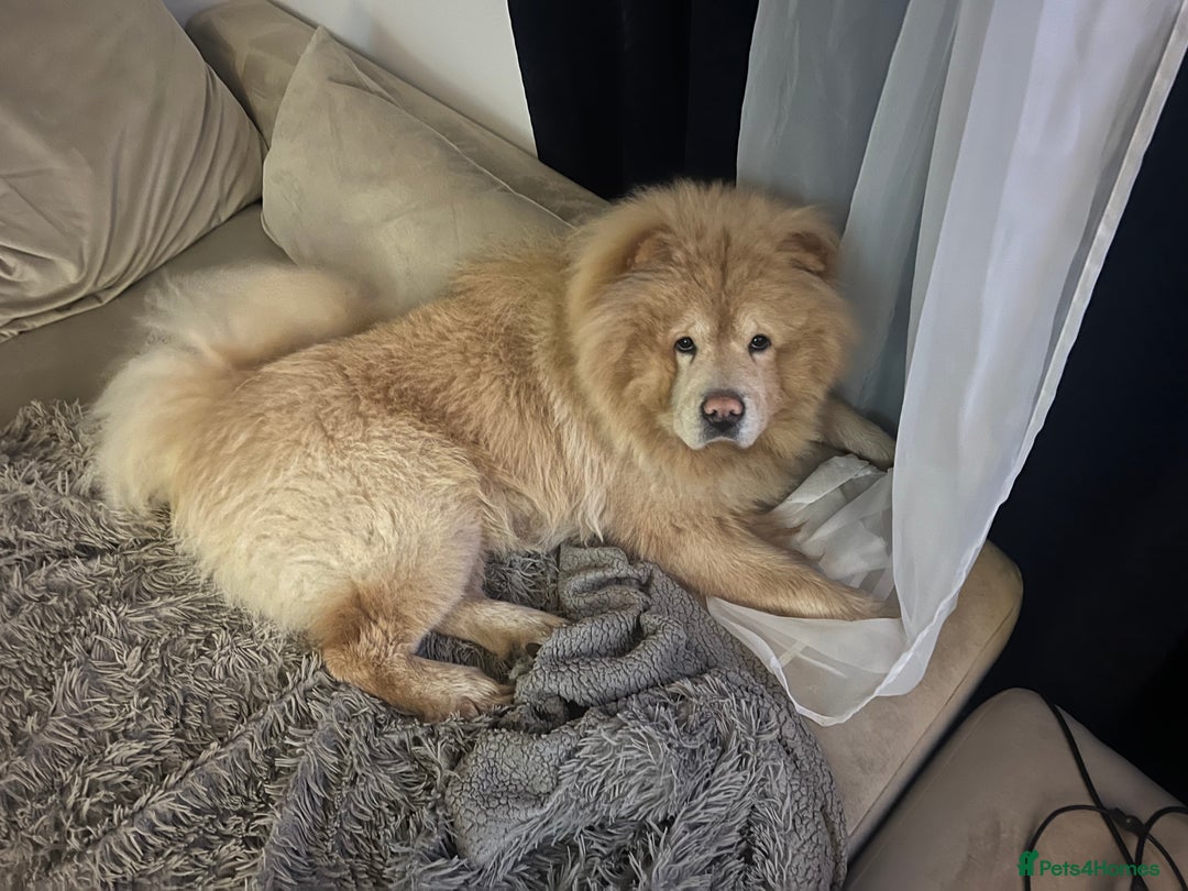 Chow Chow dogs for stud: Lion king - Advert 6