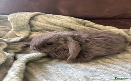 Mini Lop rabbits for sale: Adorable Mini Lop Babies for Sale - Advert 5
