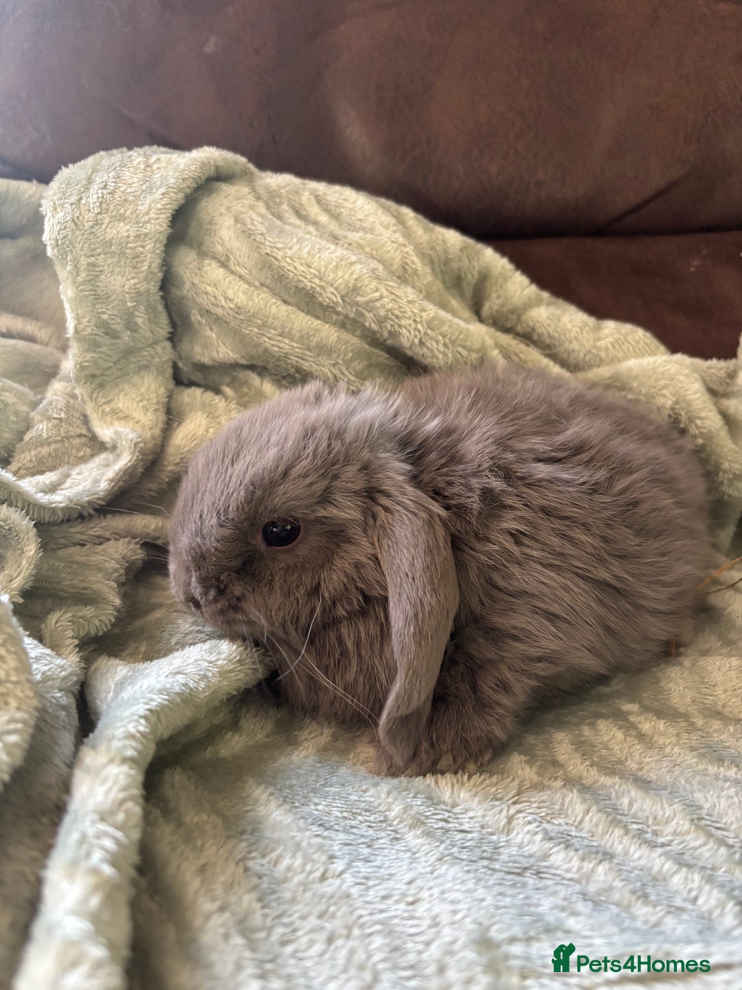 Mini Lop rabbits for sale: Adorable Mini Lop Babies for Sale - Advert 5