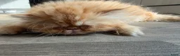 Persian cats for sale: Male Persian kitten in Carterton - Advert 2
