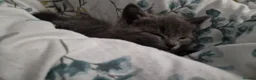 Mixed Breed cats for sale: 3 beautiful male kittens in Nottingham - Advert 7