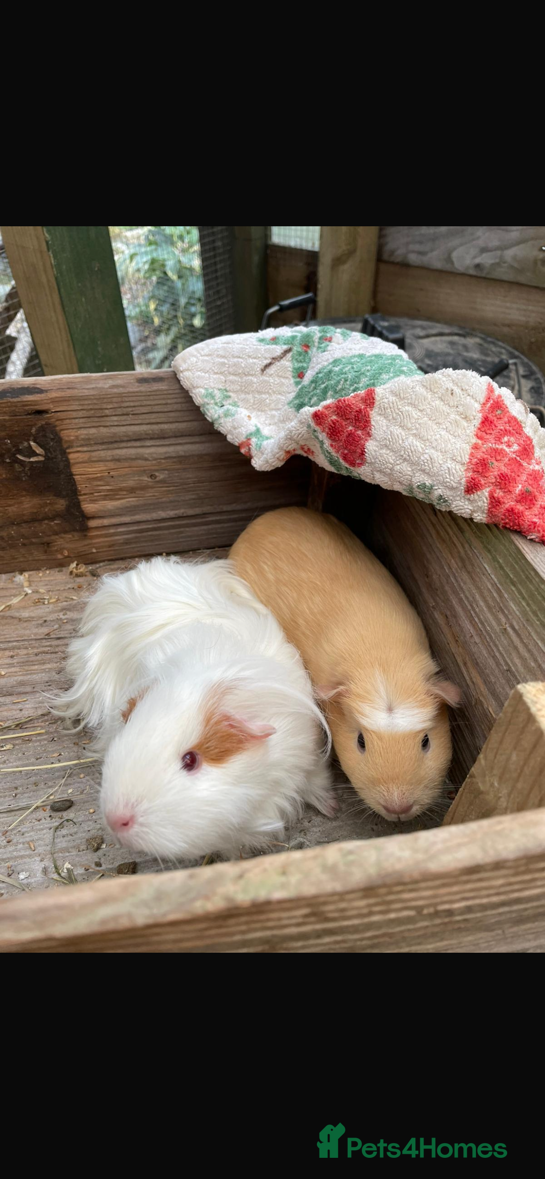 Guinea Pig rodents for sale: 2 female guinea pigs for sale  - Advert 3
