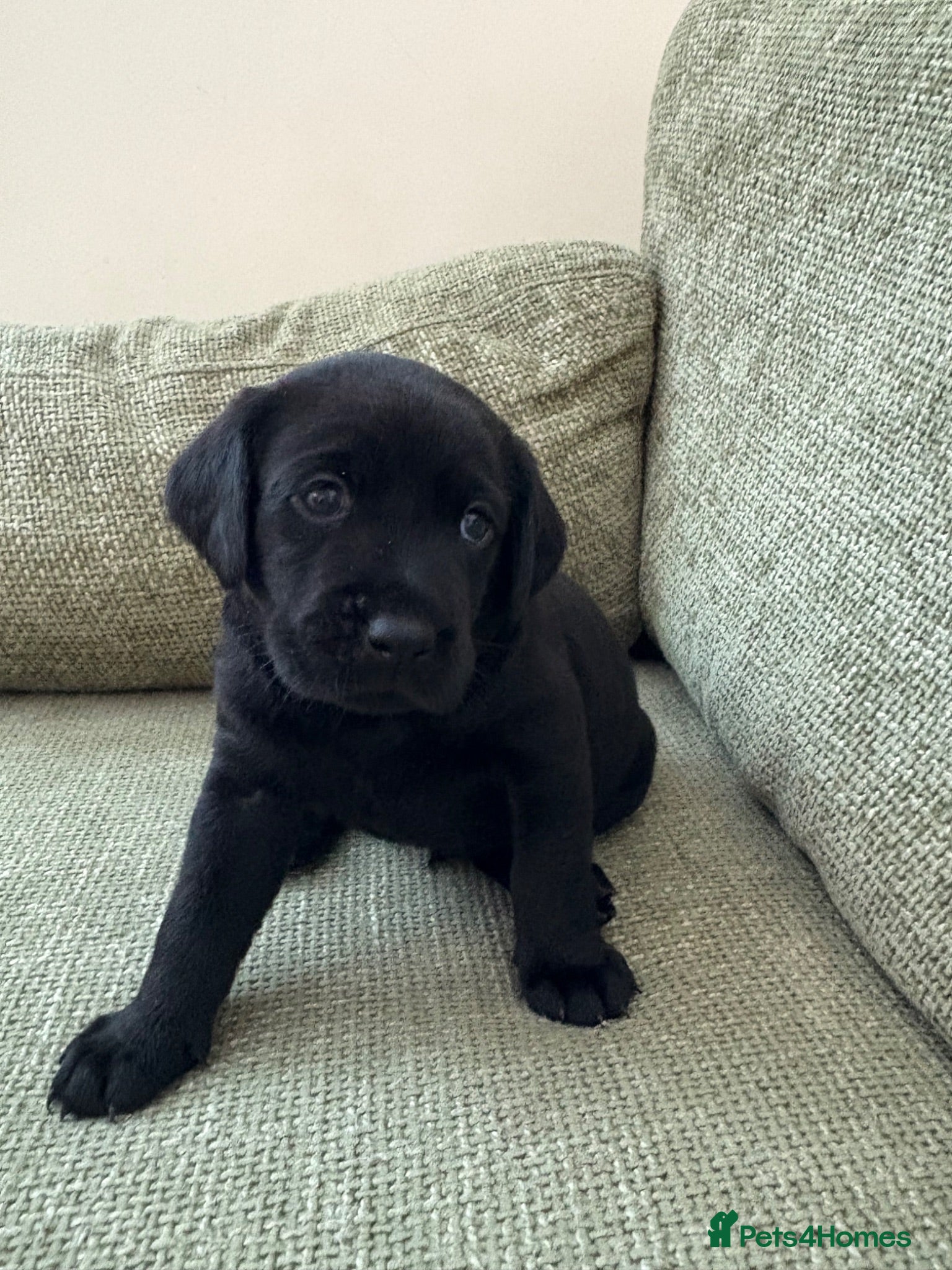 Labrador Retriever dogs Gorgeous chunky Labradors  - Advert 17