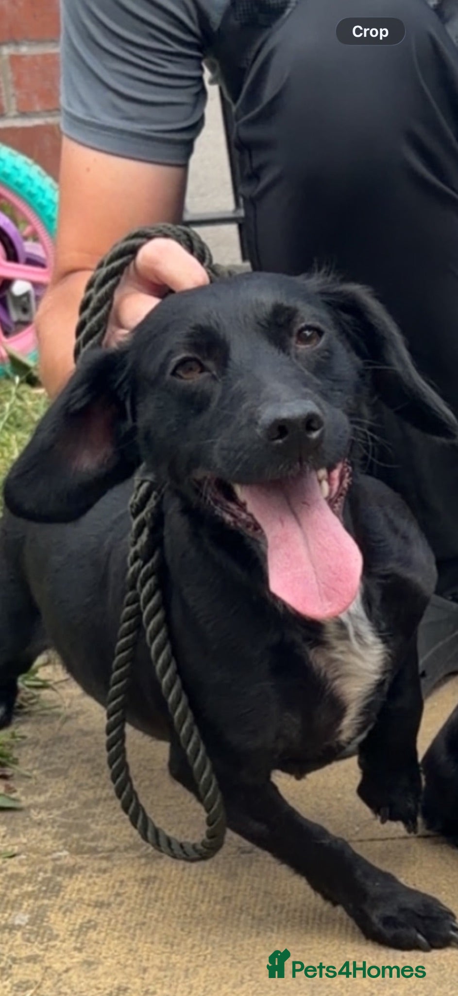 Mixed Breed dogs Cocker spaniel x patterdale pup for sale - Advert 1