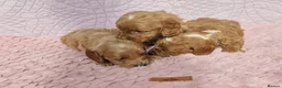 Cockapoo dogs for sale: Beautiful health clear Cockapoo's in Staines - Advert 9