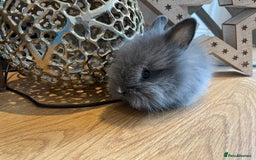 Lionhead rabbits for sale: 2 double mane lion heads  for sale  - Image 20