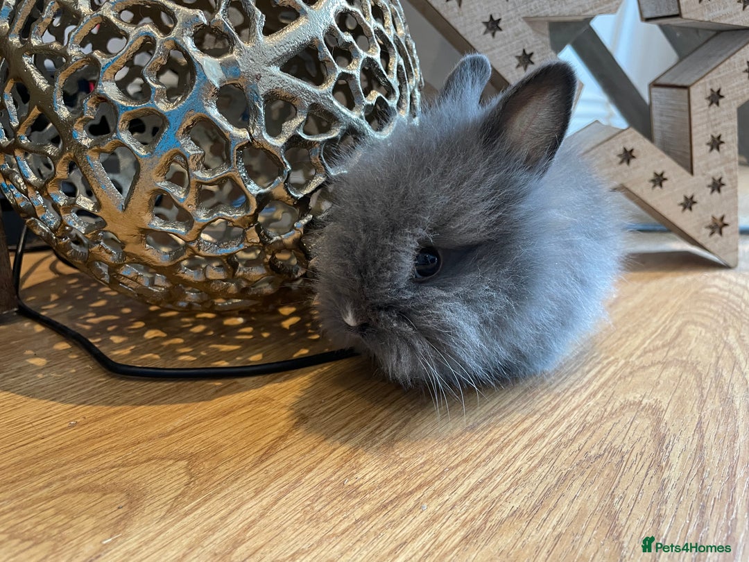 Lionhead rabbits for sale: 2 double mane lion heads  for sale  - Image 20