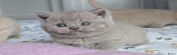 British Shorthair cats for sale: Exceptional British Shorthair kittens 🔥💥 - Advert 3