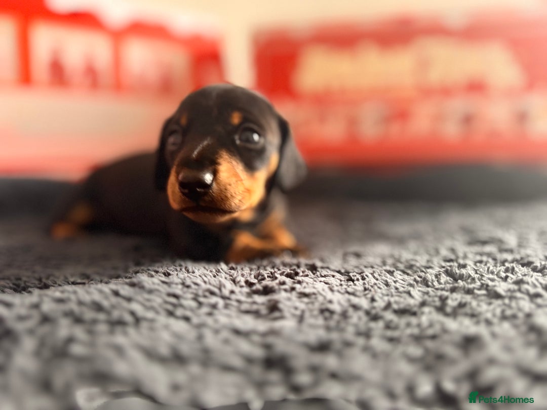 Miniature Dachshund dogs for sale: 🐾 miniature Dachshund 1 LEFT READY IN 2 WEEKS🐾 - Advert 26