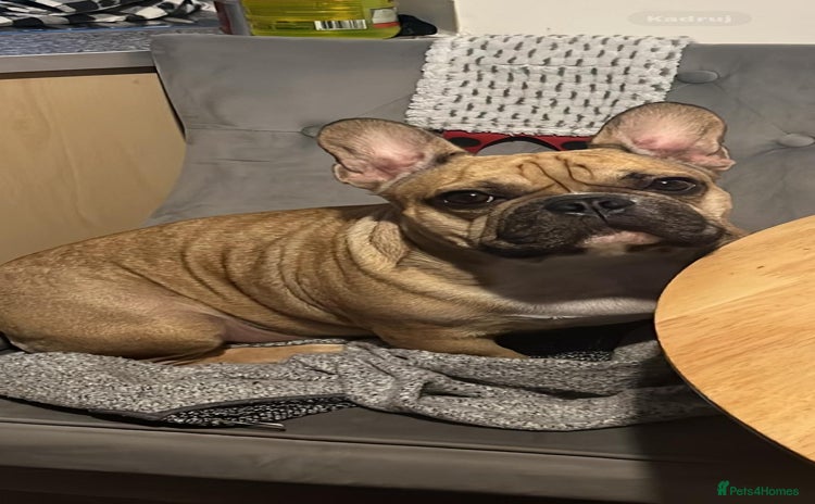 French Bulldog dogs - Advert 7