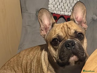 French Bulldog dogs - Advert 1