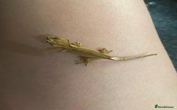 Gecko reptiles for sale: 🦎Super friendly baby crested geckos🦎 - Image 2