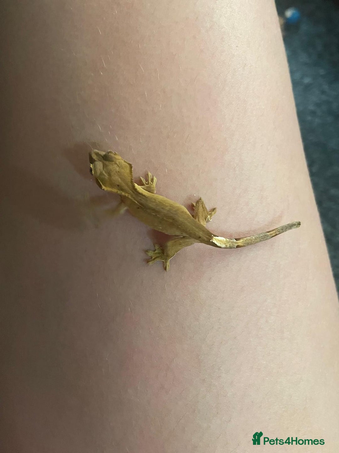 Gecko reptiles for sale: 🦎Super friendly baby crested geckos🦎 - Image 2