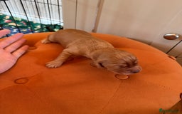 Cocker Spaniel dogs for sale: ⭐️🐶 KC REG- Red working cocker spaniel pups🐶⭐️ - Image 8