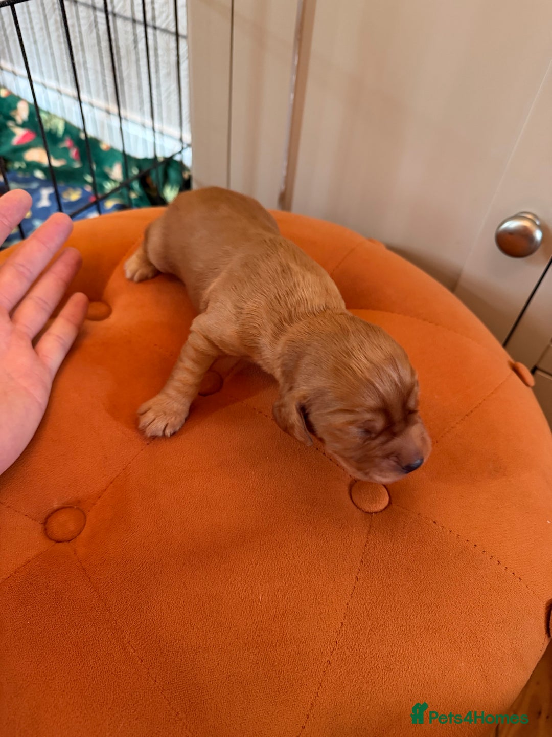 Cocker Spaniel dogs for sale: ⭐️🐶 KC REG- Red working cocker spaniel pups🐶⭐️ - Image 8