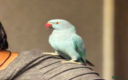 Ringnecks birds for sale: Beautiful female ringneck parakeet  - Image 2