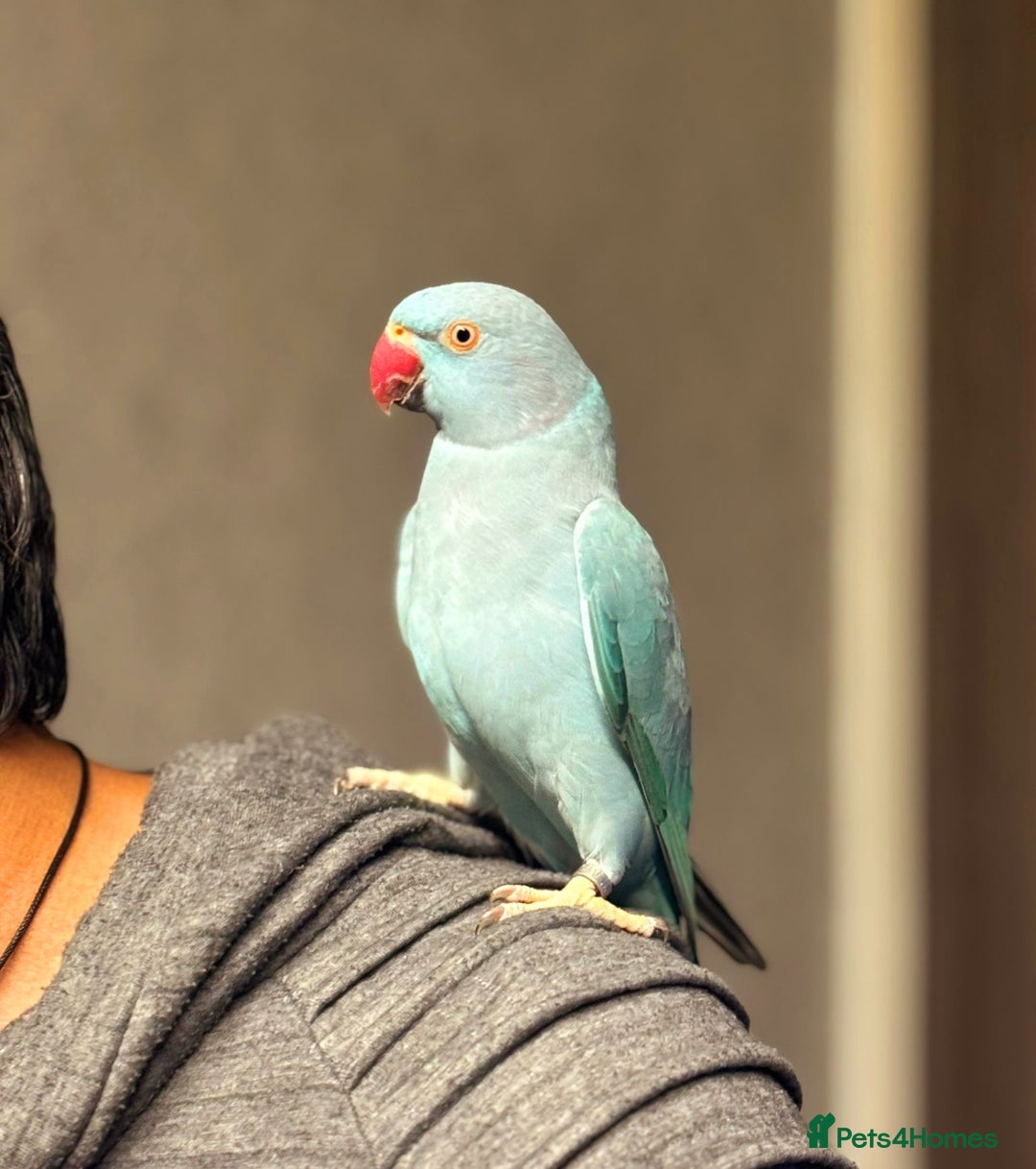 Ringnecks birds for sale: Beautiful female ringneck parakeet  - Image 2
