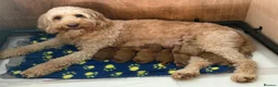 Cockapoo dogs for sale: F1b cockerpoo puppy’s  - Advert 2