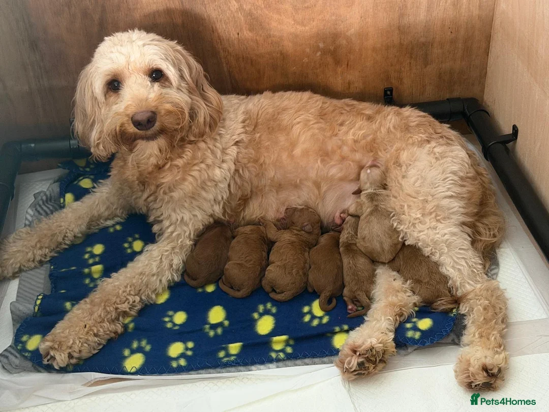 Cockapoo dogs for sale: F1b cockerpoo puppy’s  - Advert 2