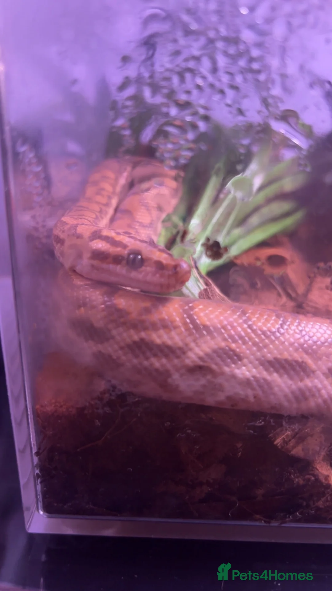 Boa Snake reptiles for sale: Rainbow boa - Advert 2