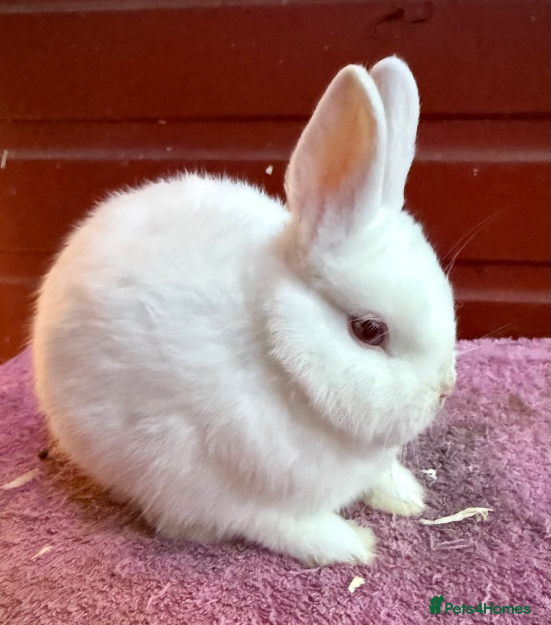 Netherland Dwarf rabbits for sale: Young Netherland Dwarfs for sale in Barrow-in-Furness - Image 14