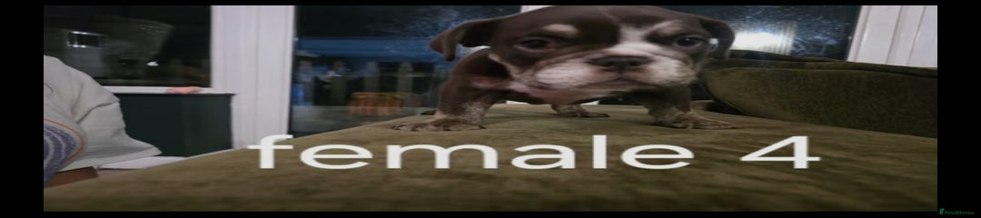 English Bulldog Puppy 4