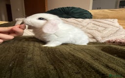 Mini Lop rabbits for sale: Pure white mini Loop female ready to leave!!  - Image 11