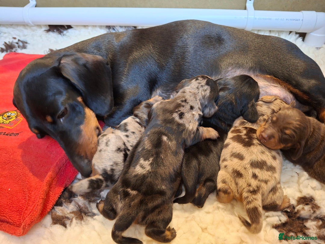 Miniature Dachshund dogs for sale: 🐾❤️ KC Reg Smooth Haired Miniature Dachshunds  - Advert 3