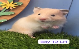 Hamster rodents for sale: Baby Syrian Hamsters Males Boys Females Girls - Image 9